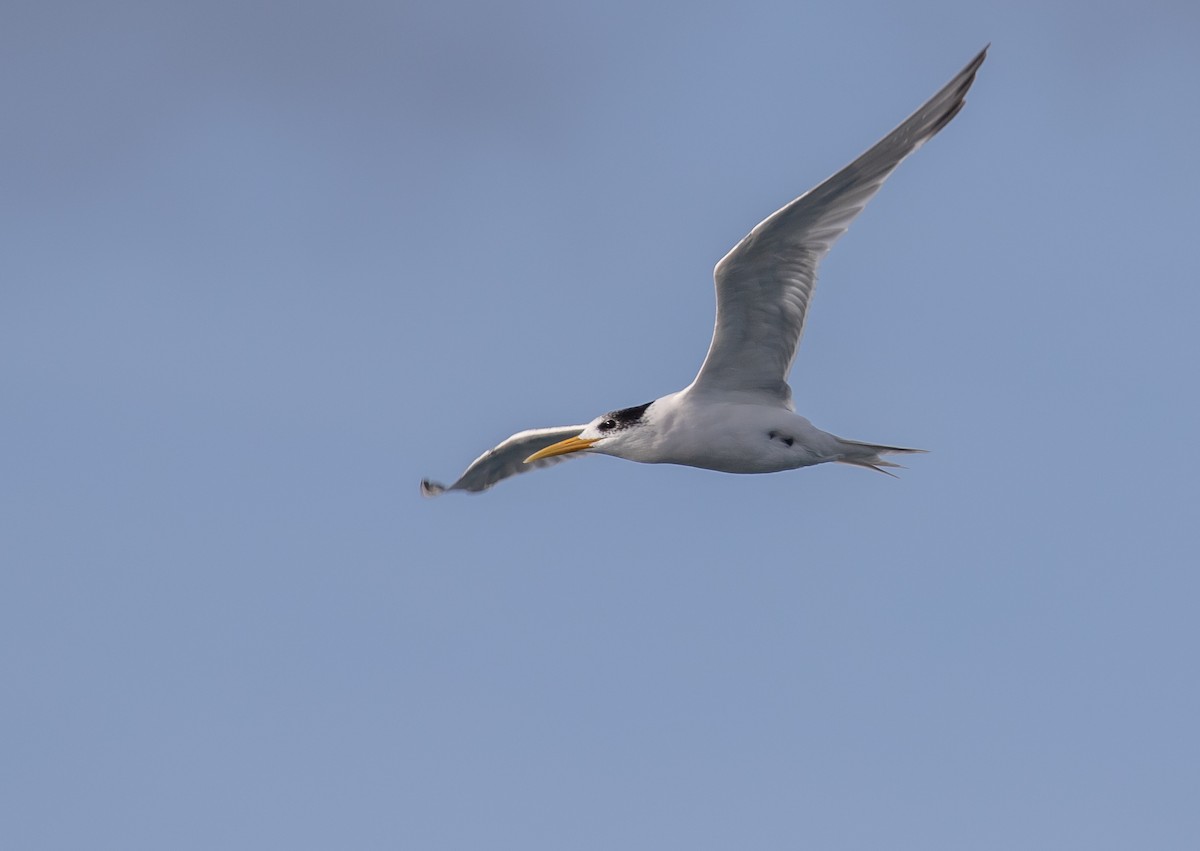 Great Crested Tern - Paul Brooks