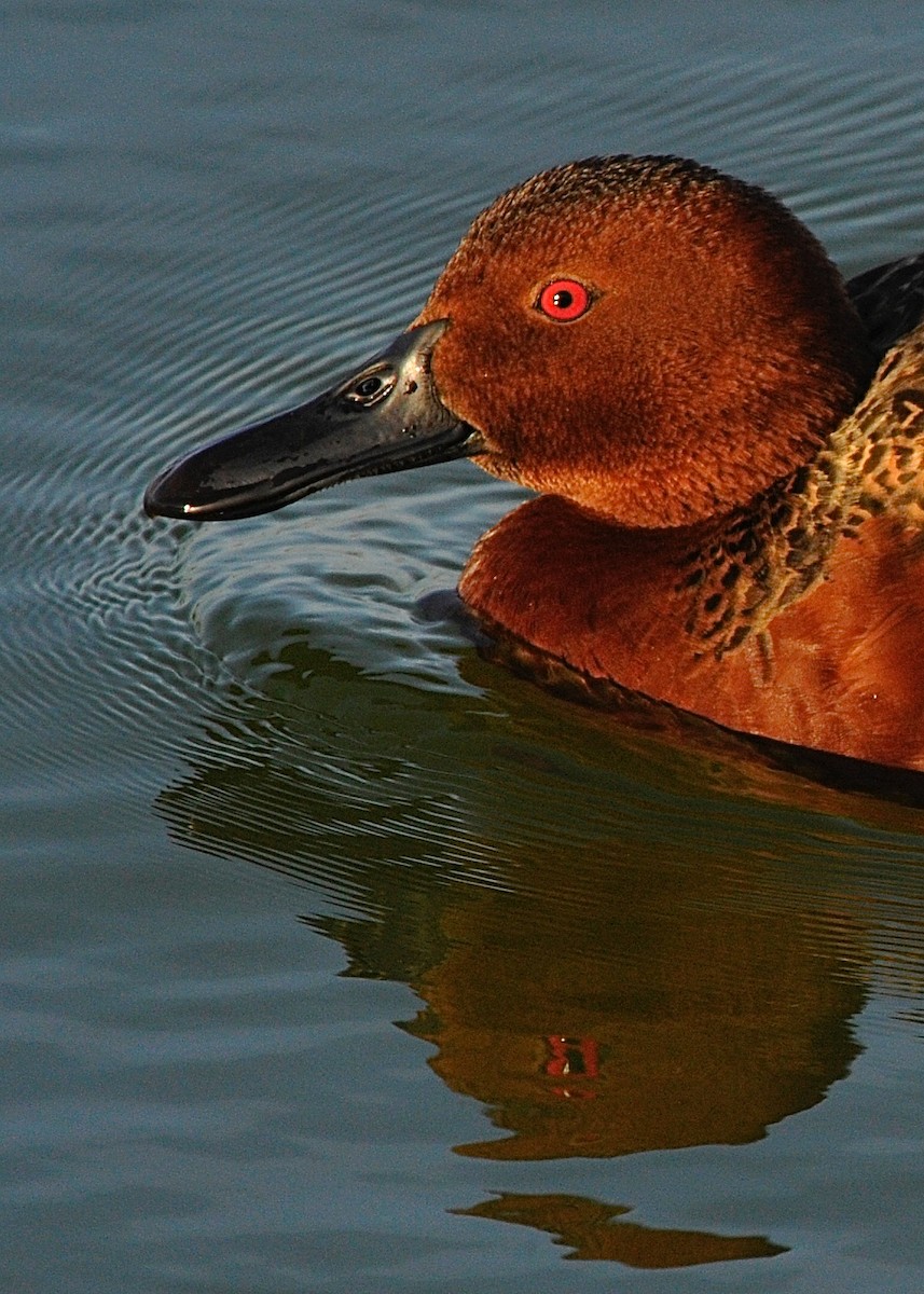 Cinnamon Teal - Cliff Peterson