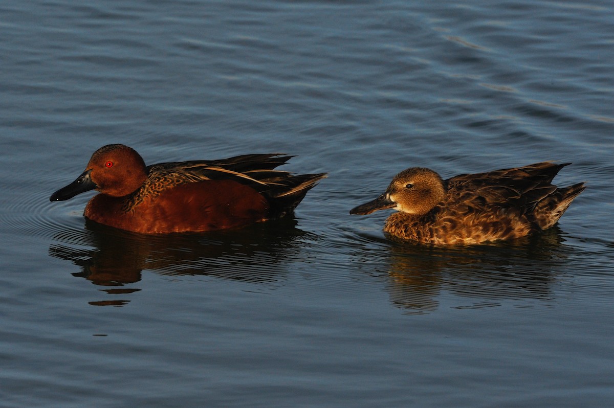 Cinnamon Teal - ML33163001