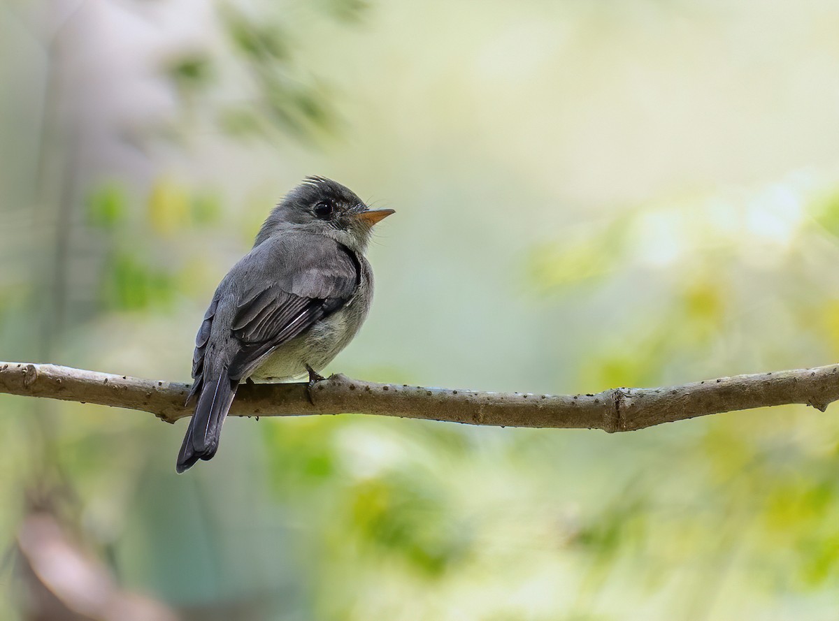 Southern Tropical Pewee - David Carmo