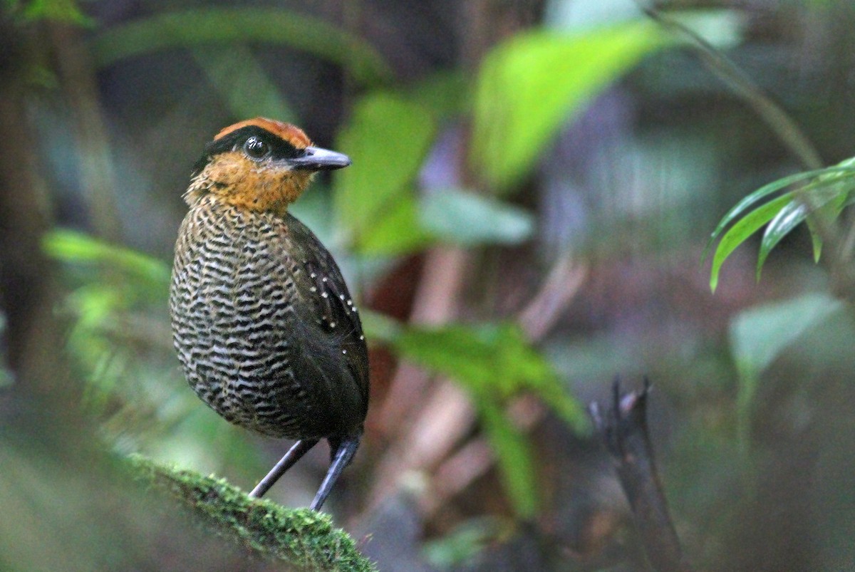 Rufous-crowned Antpitta - ML33163181