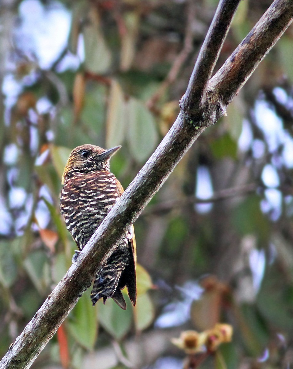 Choco Woodpecker - ML33163201