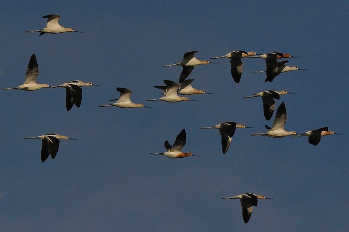 Avoceta Americana - ML33163241