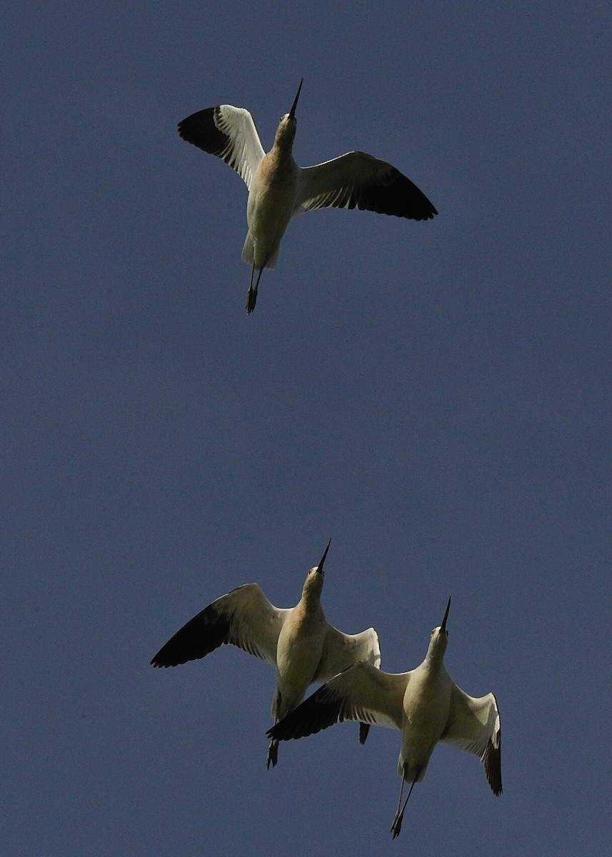 Avoceta Americana - ML33163261