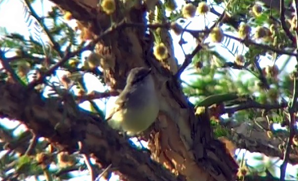 Plain Tyrannulet - ML331632651