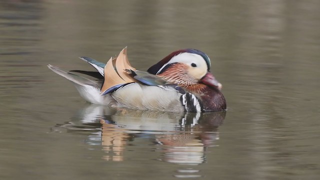 Mandarin Ördeği - ML331633391