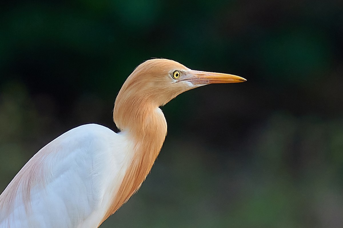 Eastern Cattle Egret - ML331634471