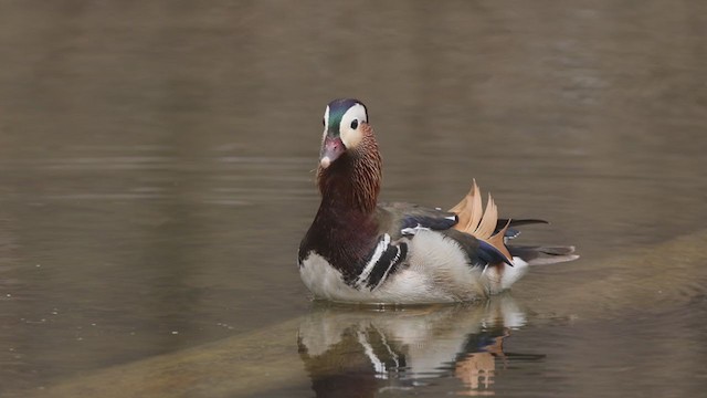 Mandarin Ördeği - ML331634501