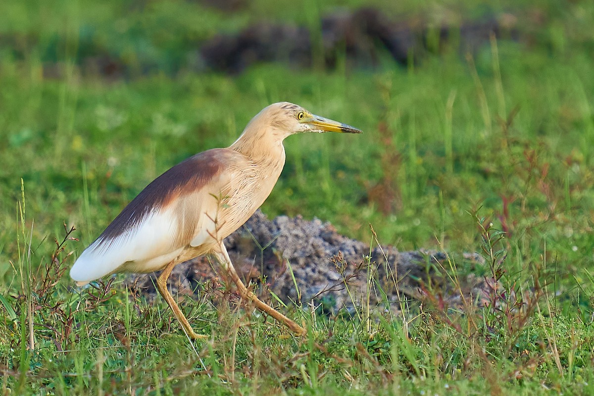 Indian Pond-Heron - ML331634561