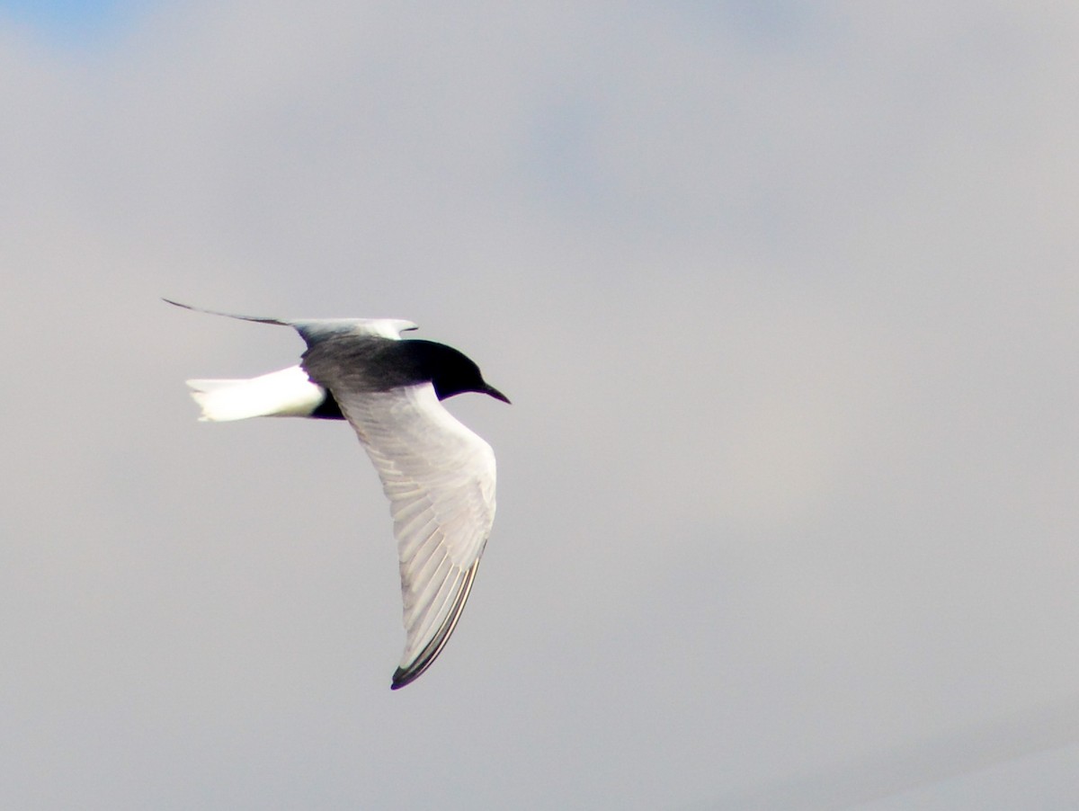 White-winged Tern - ML331635241