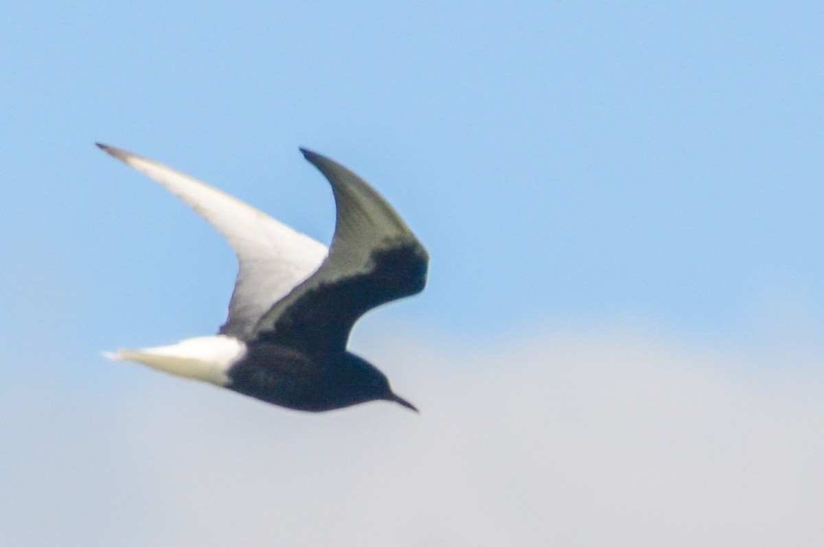 White-winged Tern - ML331635251