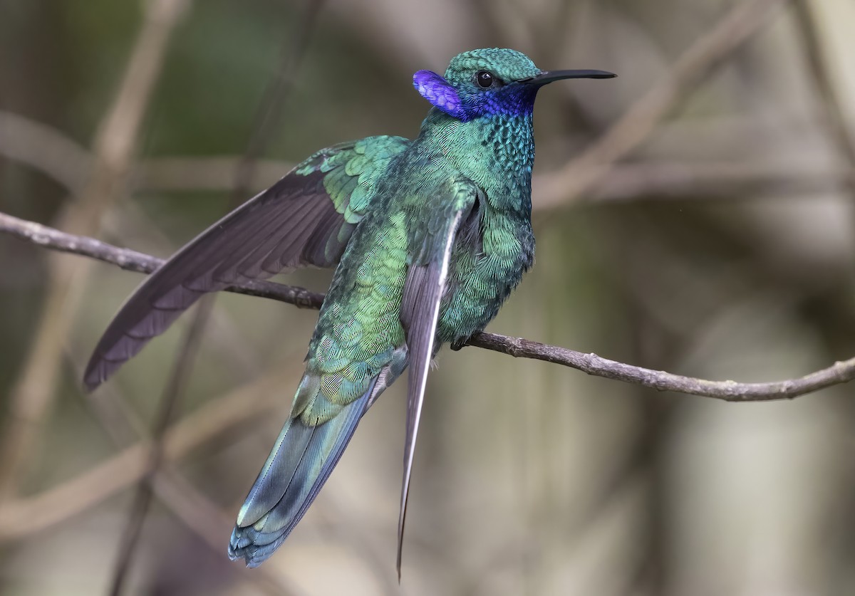 Sparkling Violetear - George Armistead | Hillstar Nature