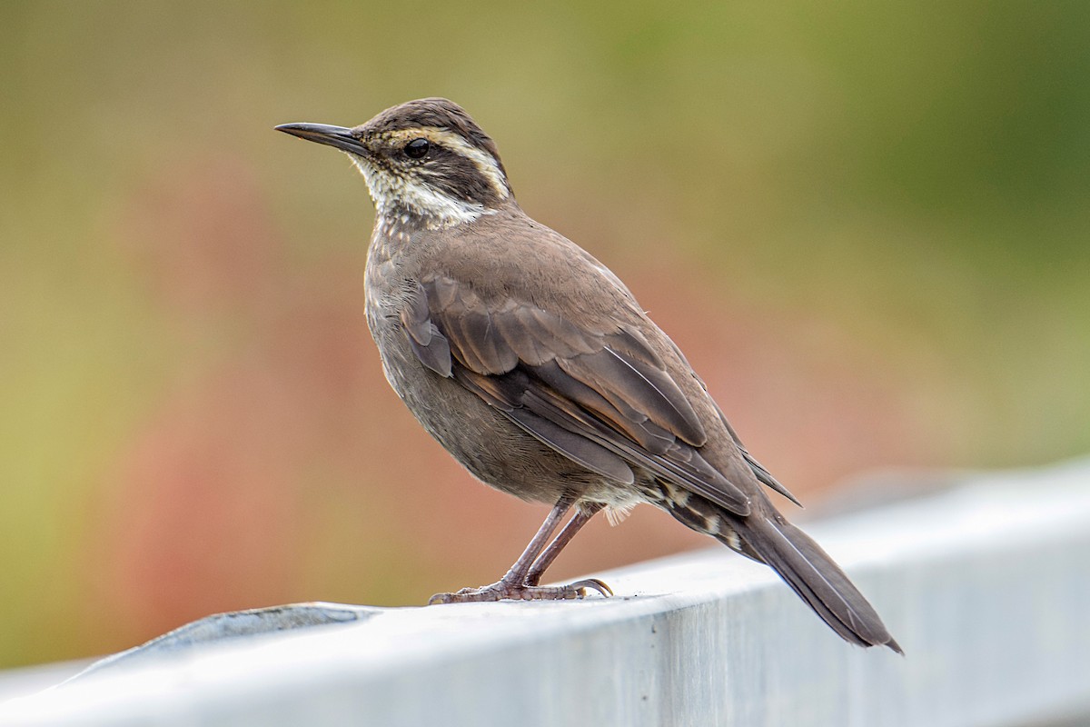 Dark-bellied Cinclodes - ML331636151