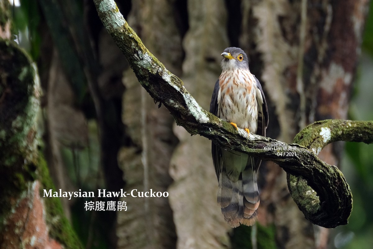 Malaysian Hawk-Cuckoo - ML331637021