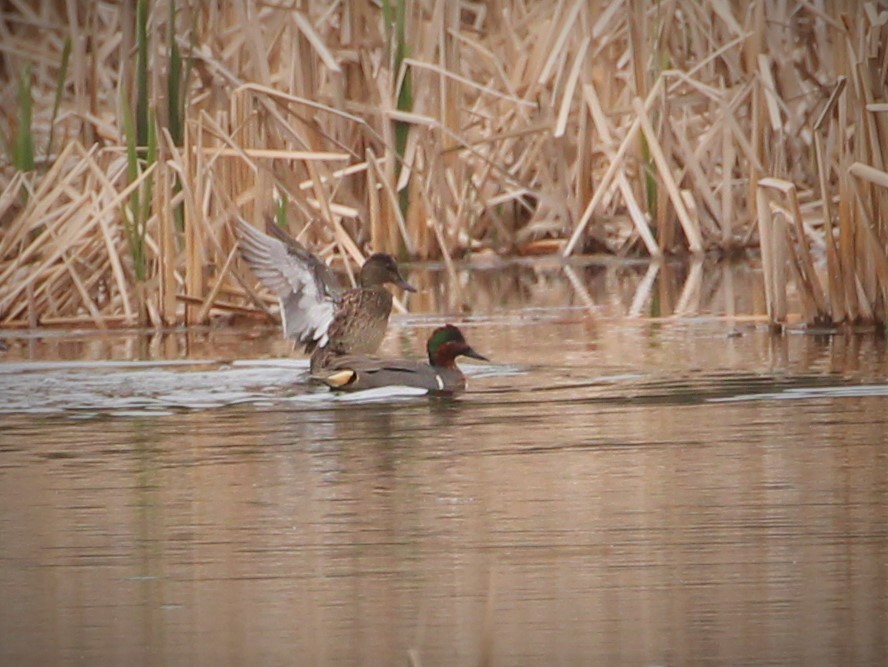 Green-winged Teal - ML331637601