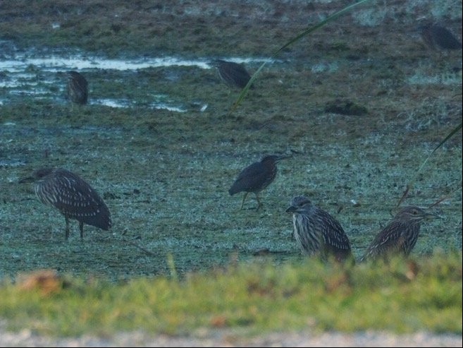 Black-crowned Night Heron - ML33164091