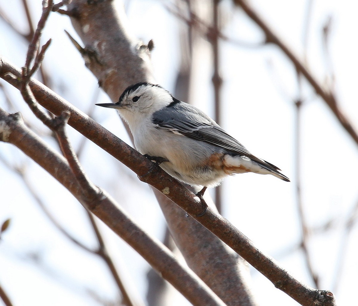 White-breasted Nuthatch - Charles Fitzpatrick