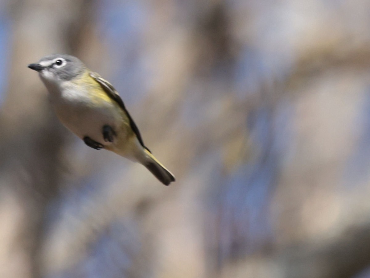 Blue-headed Vireo - ML331646511