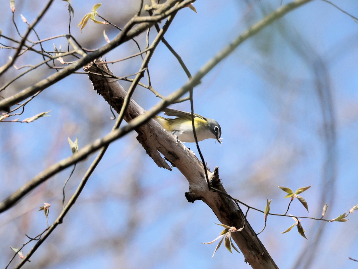 Blue-headed Vireo - Glenn Wilson