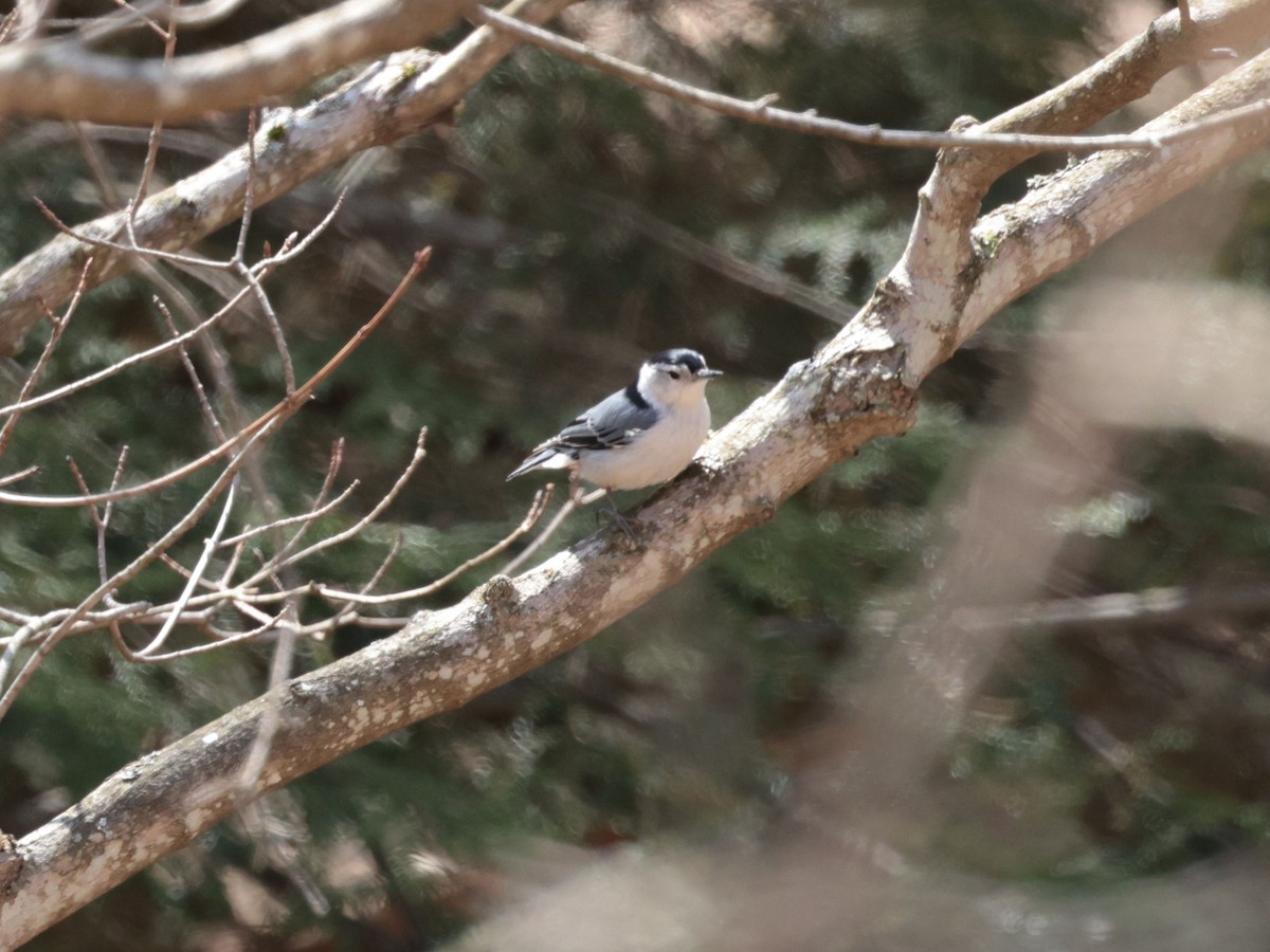 White-breasted Nuthatch - ML331646581