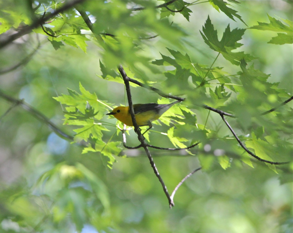 Prothonotary Warbler - Marc North