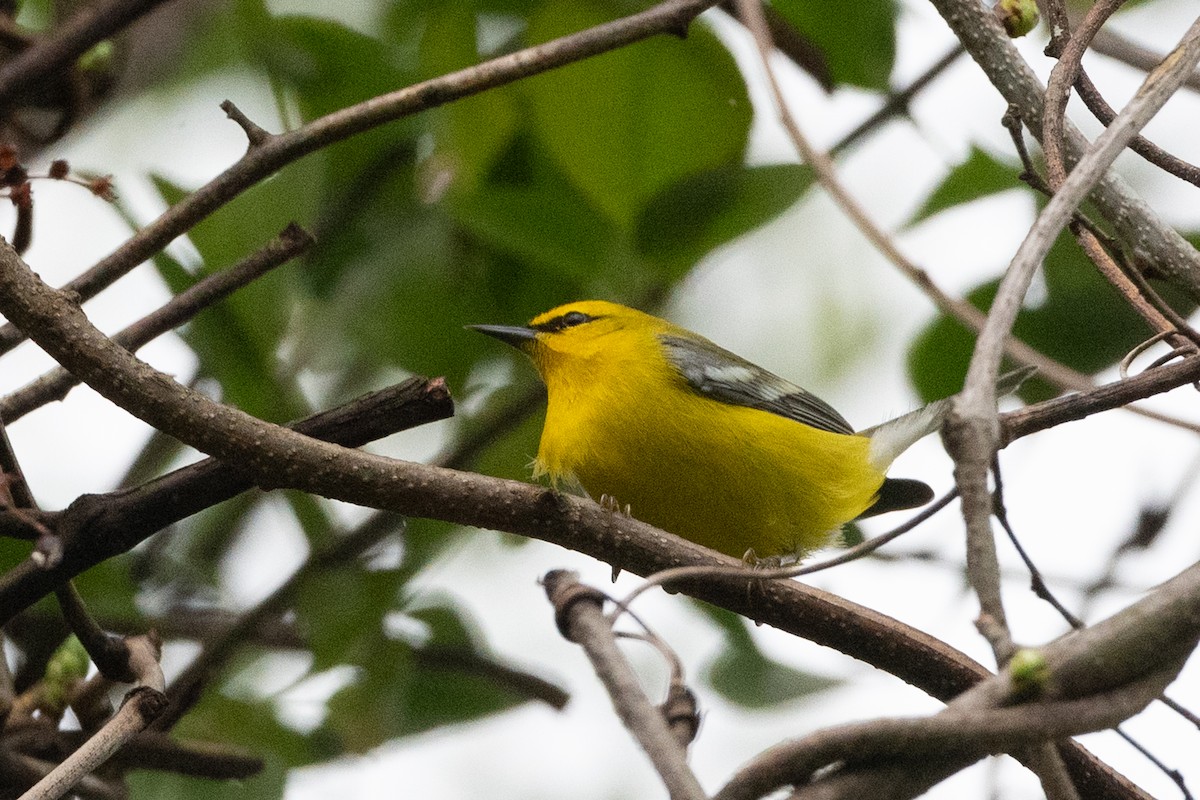 Blue-winged Warbler - ML331649511