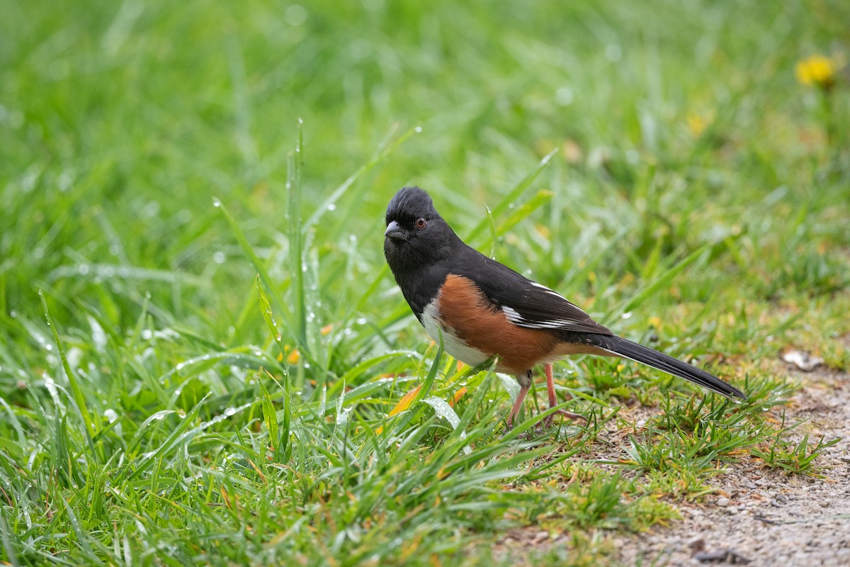 Eastern Towhee - ML331649521