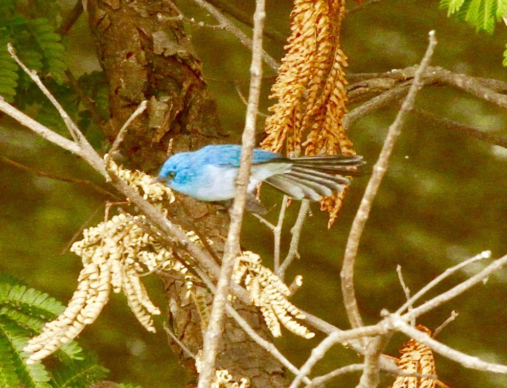 African Blue Flycatcher - ML331655031