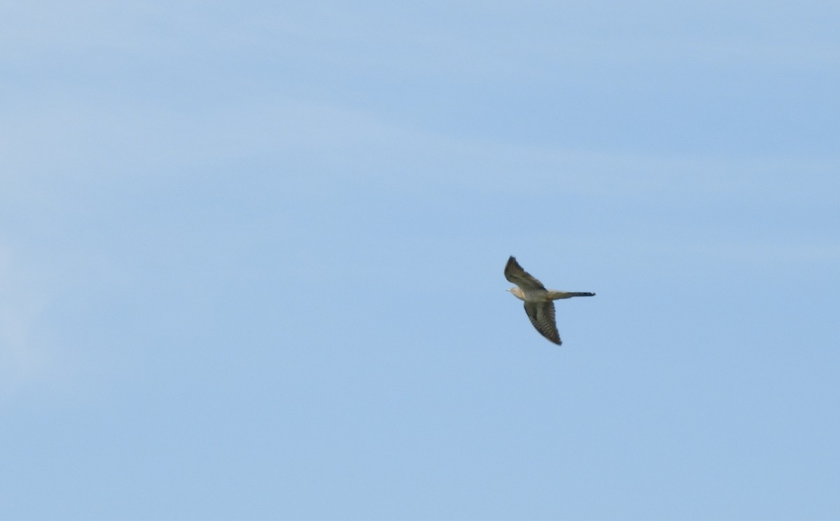 Common Cuckoo - ML331656311