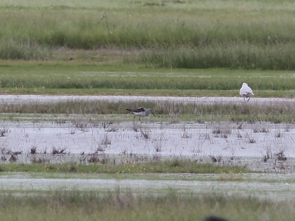 Common Greenshank - ML331660021