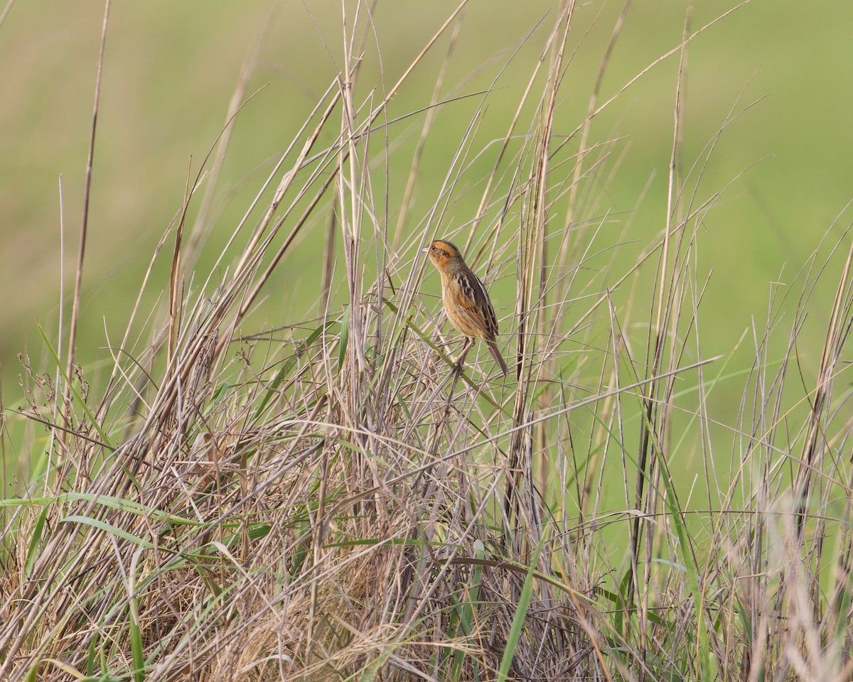 Nelson's Sparrow - ML331661631