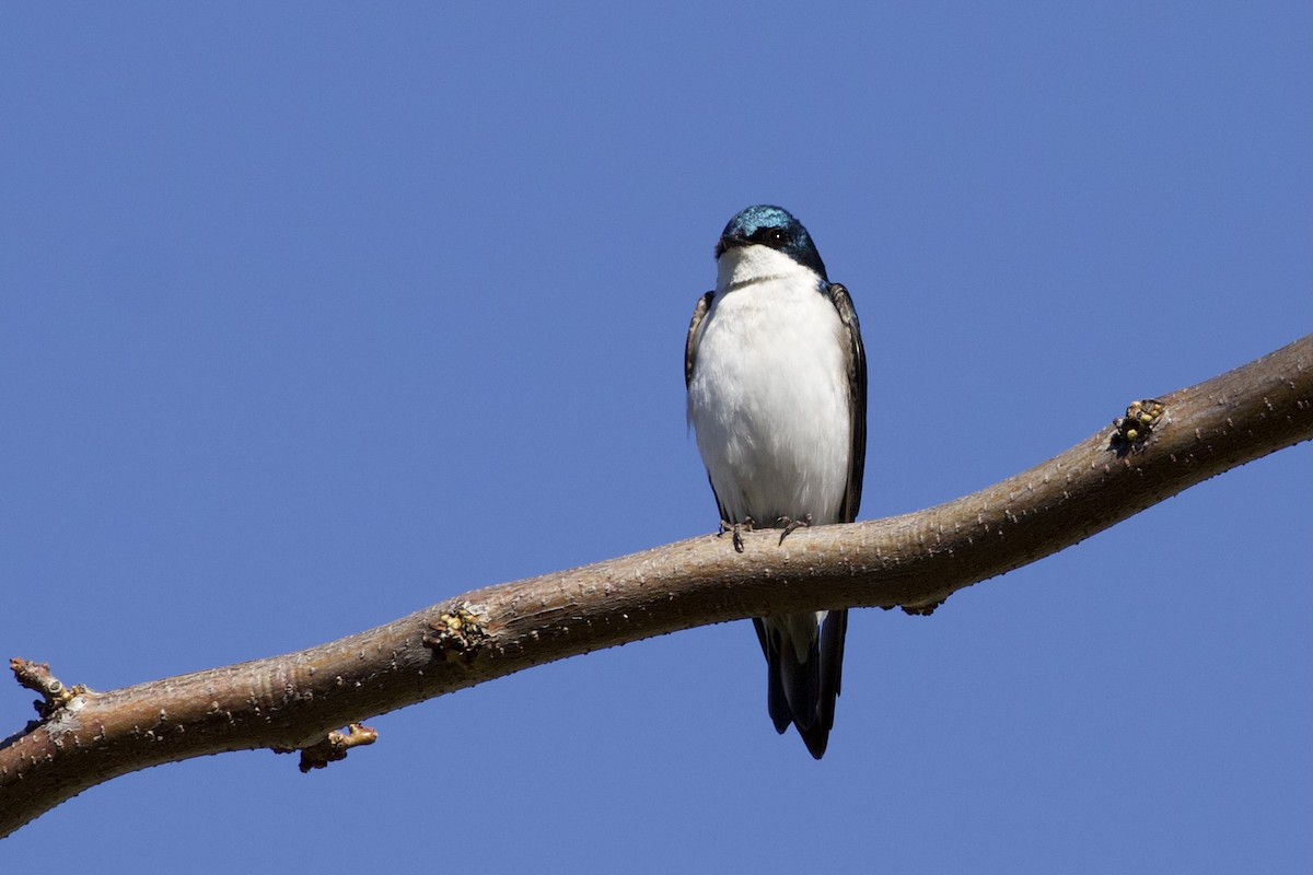 Tree Swallow - ML331662081