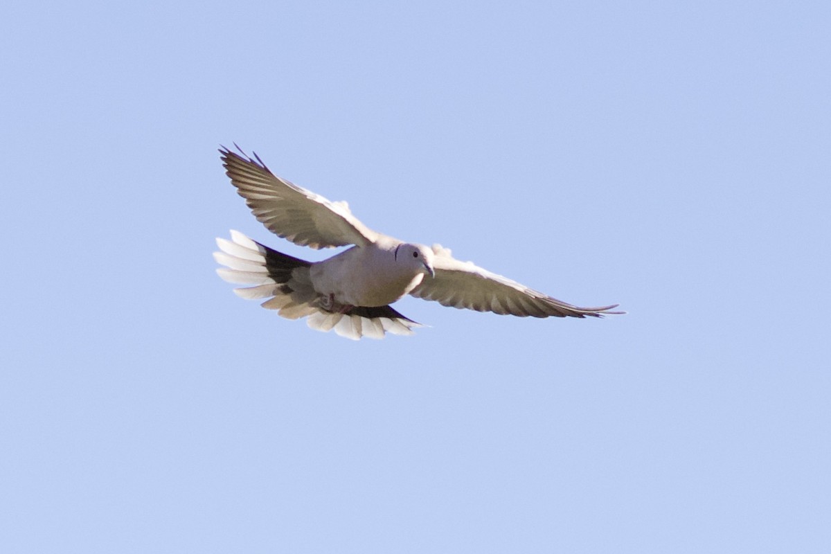 Eurasian Collared-Dove - ML331662141