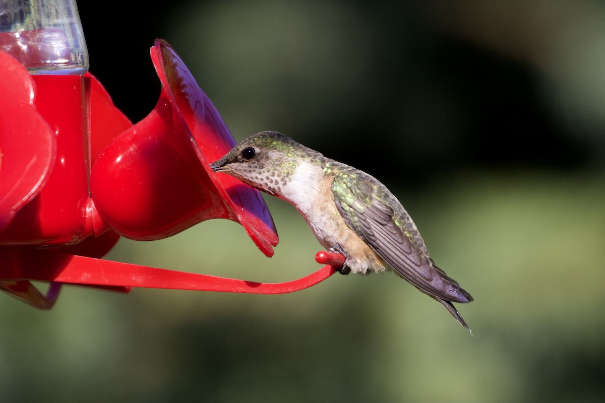 Rufous Hummingbird - Aaron Roberge