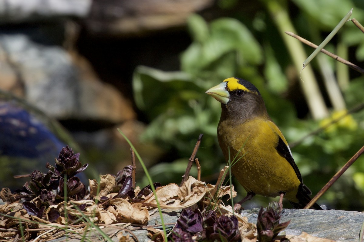 Evening Grosbeak - ML331663181