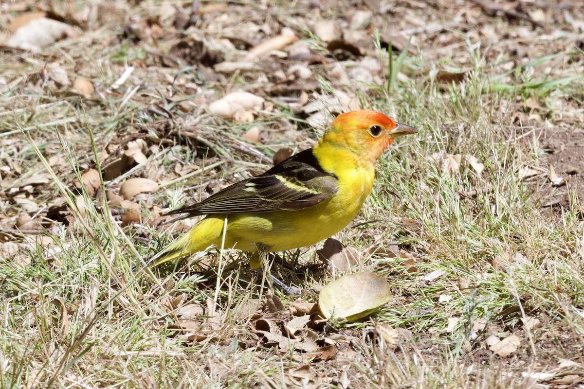 Western Tanager - ML331666921