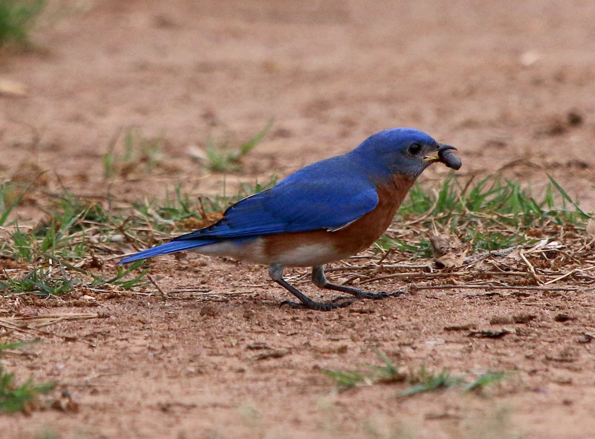 Eastern Bluebird - ML331668841
