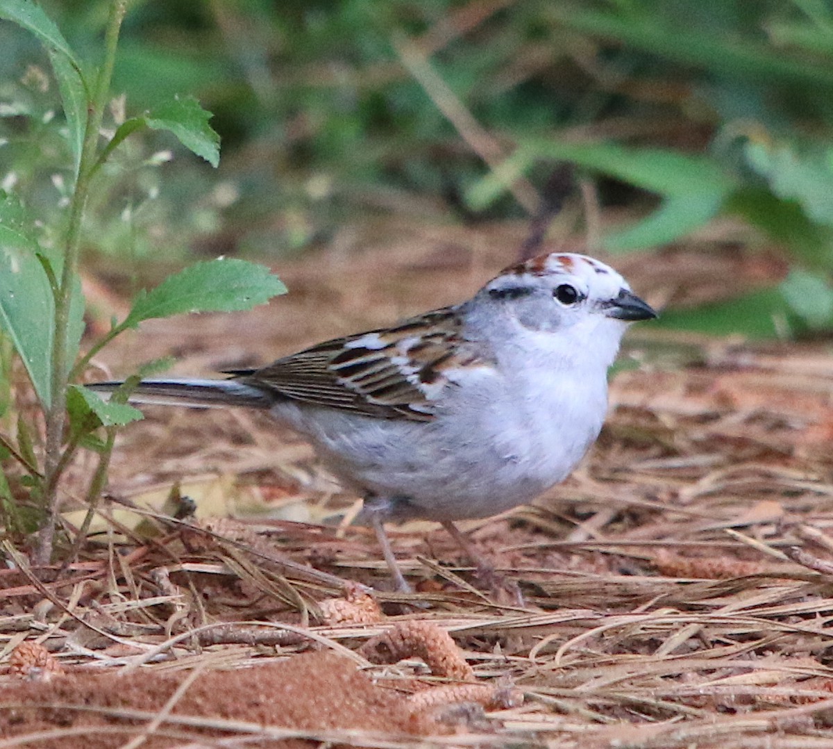 Chipping Sparrow - ML331668961