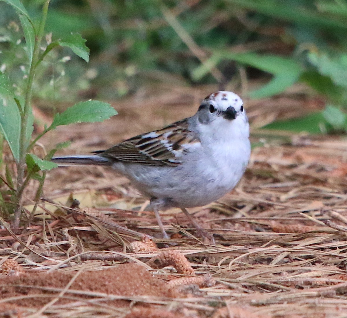 Chipping Sparrow - ML331668991