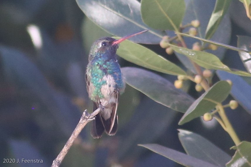 Broad-billed Hummingbird - ML331669041