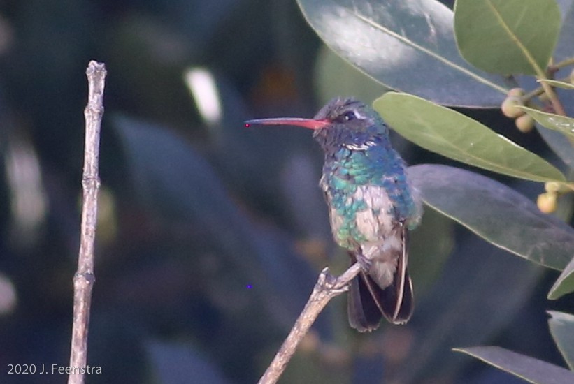Broad-billed Hummingbird - ML331669051