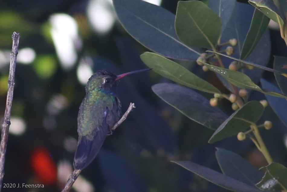 Broad-billed Hummingbird - ML331669071