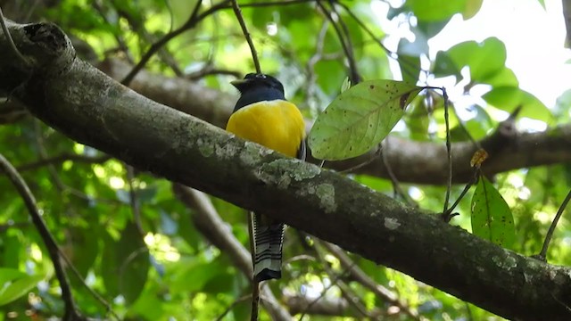 Northern Black-throated Trogon - ML331669321