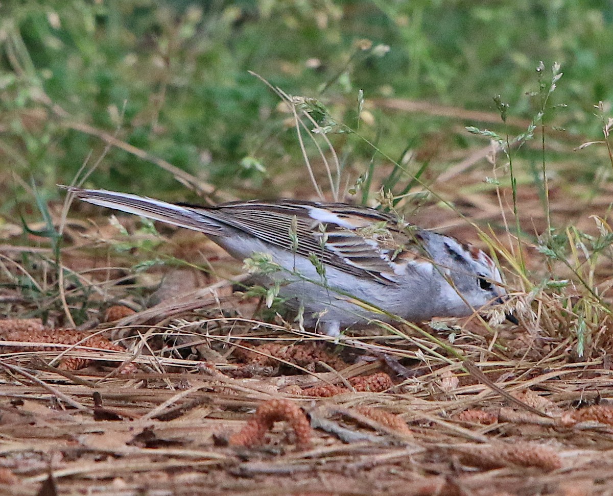 Chipping Sparrow - ML331669441