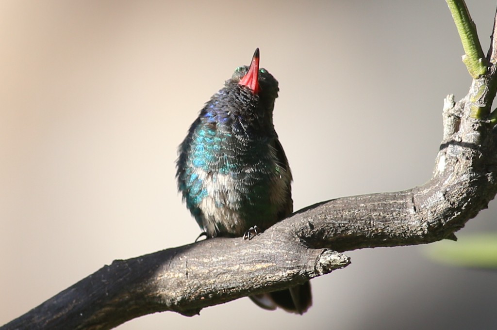 Broad-billed Hummingbird - ML331669451
