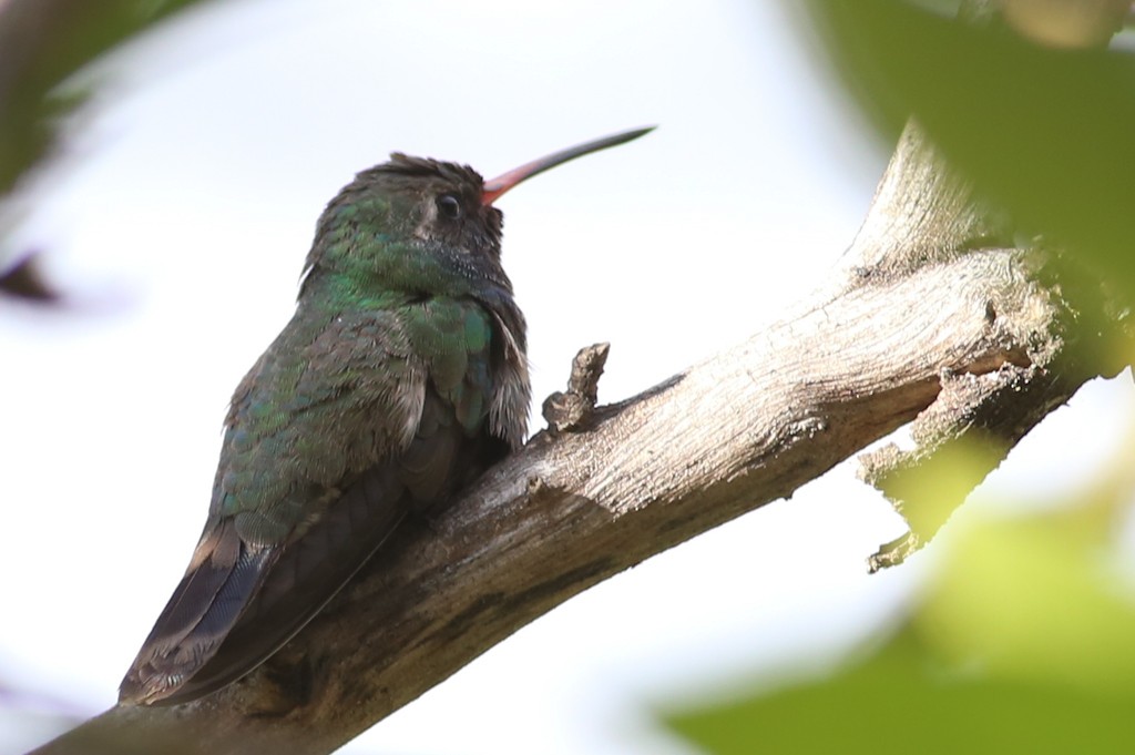 Broad-billed Hummingbird - ML331669461