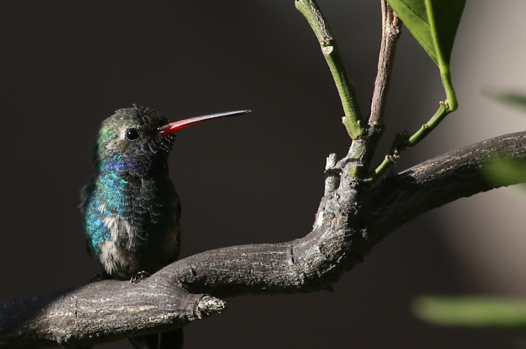 Broad-billed Hummingbird - ML331669481