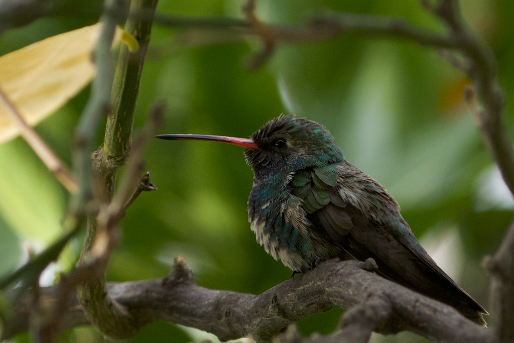 Broad-billed Hummingbird - ML331669521