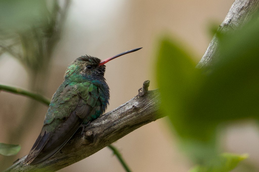 Broad-billed Hummingbird - Jonathan Feenstra