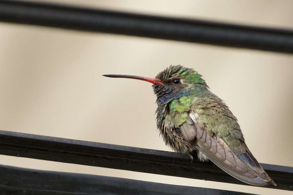 Broad-billed Hummingbird - ML331669541